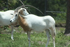 Oryx