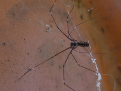 Crossopriza