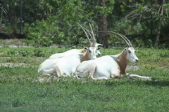Oryx