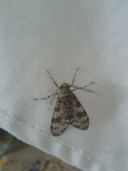 Eucereon myrina