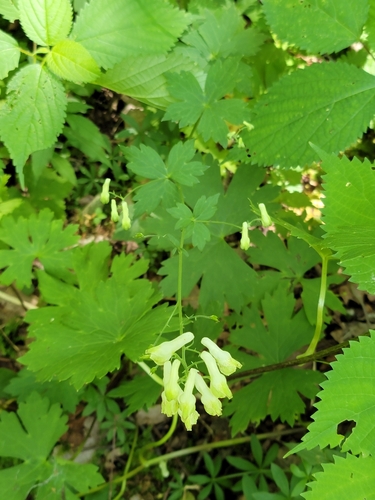 Image of Aconitum reclinatum by (c) Elias, some rights reserved (CC BY)