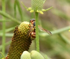 Euodynerus annulatus