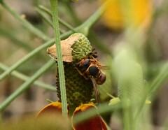 Euodynerus annulatus