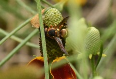 Euodynerus annulatus