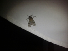 Eucereon myrina