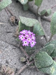 Abronia umbellata breviflora