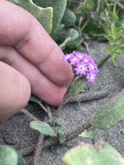 Abronia umbellata breviflora