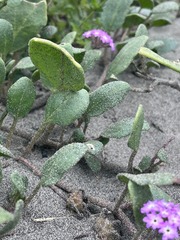 Abronia umbellata breviflora