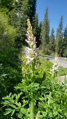 Corydalis caseana