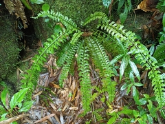 Asplenium gueinzianum