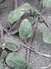 Abronia umbellata breviflora