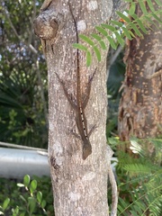 Anolis scriptus