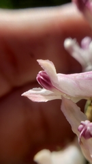 Corydalis caseana