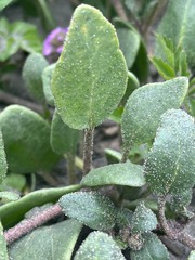 Abronia umbellata breviflora