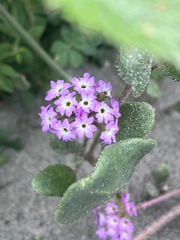 Abronia umbellata breviflora