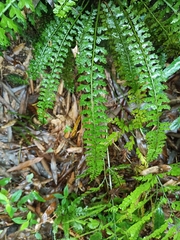 Asplenium gueinzianum