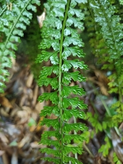 Asplenium gueinzianum
