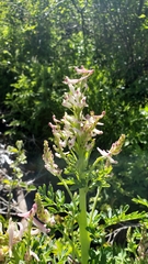 Corydalis caseana