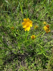 Coreopsis palmata