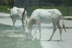 Oryx