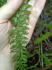Asplenium gueinzianum