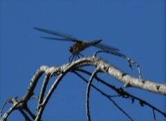 Libellula quadrimaculata