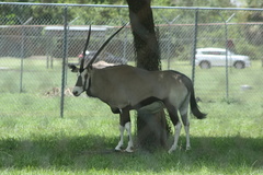 Oryx