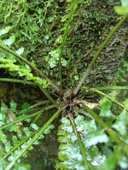 Asplenium gueinzianum