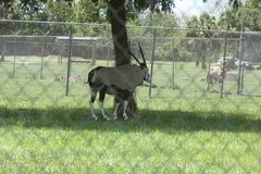 Oryx