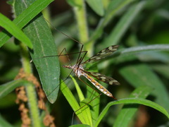 Tipula trivittata
