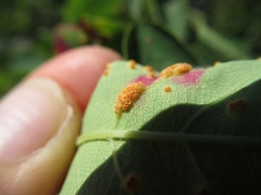 Puccinia urticata