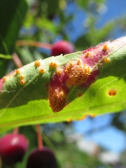 Puccinia urticata