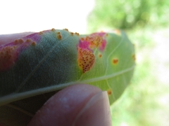 Puccinia urticata