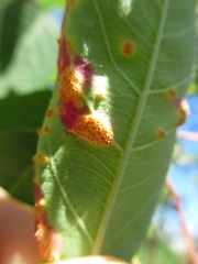 Puccinia urticata