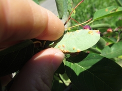 Puccinia urticata