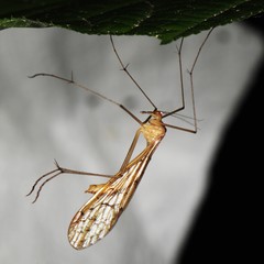 Bittacidae