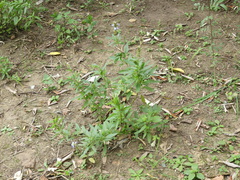 Salvia uliginosa