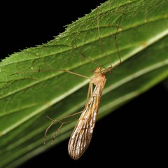 Bittacidae