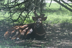 Tragelaphus