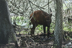 Tragelaphus