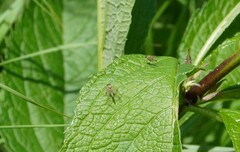 Chrysopilus asiliformis