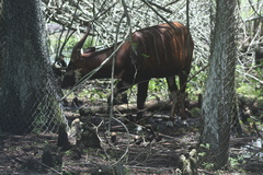 Tragelaphus