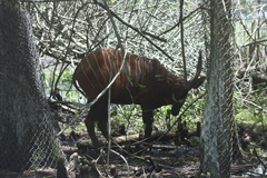 Tragelaphus
