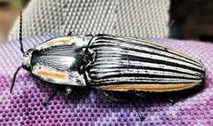 Chalcolepidius erythroloma