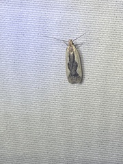 Dichomeris inserrata