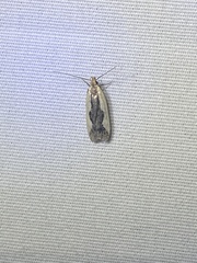 Dichomeris inserrata