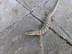 Elgaria multicarinata