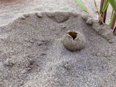 Peziza ammophila