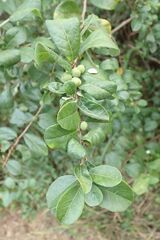 Bridelia cathartica melanthesoides