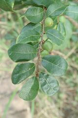 Bridelia cathartica melanthesoides